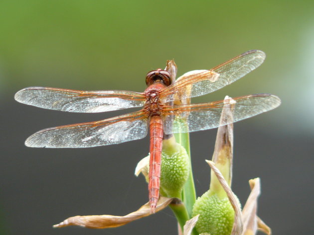 Dragonfly of libelle close up 