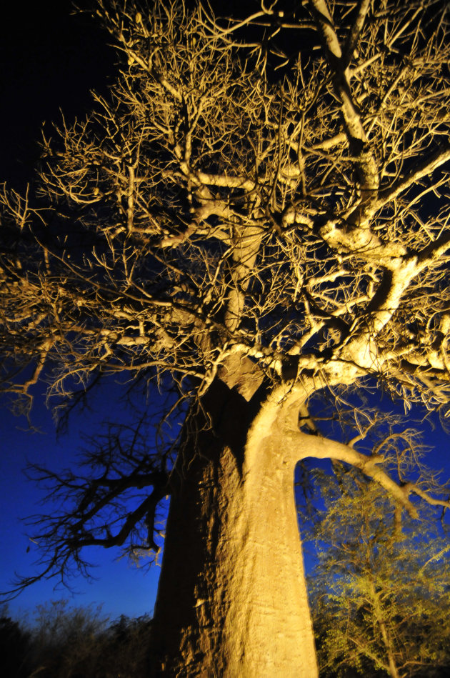 Baobab verlicht