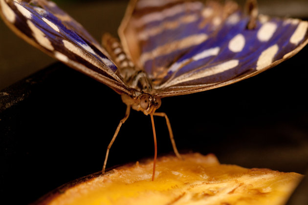 vlinder die zich voedt met een sinaasappel