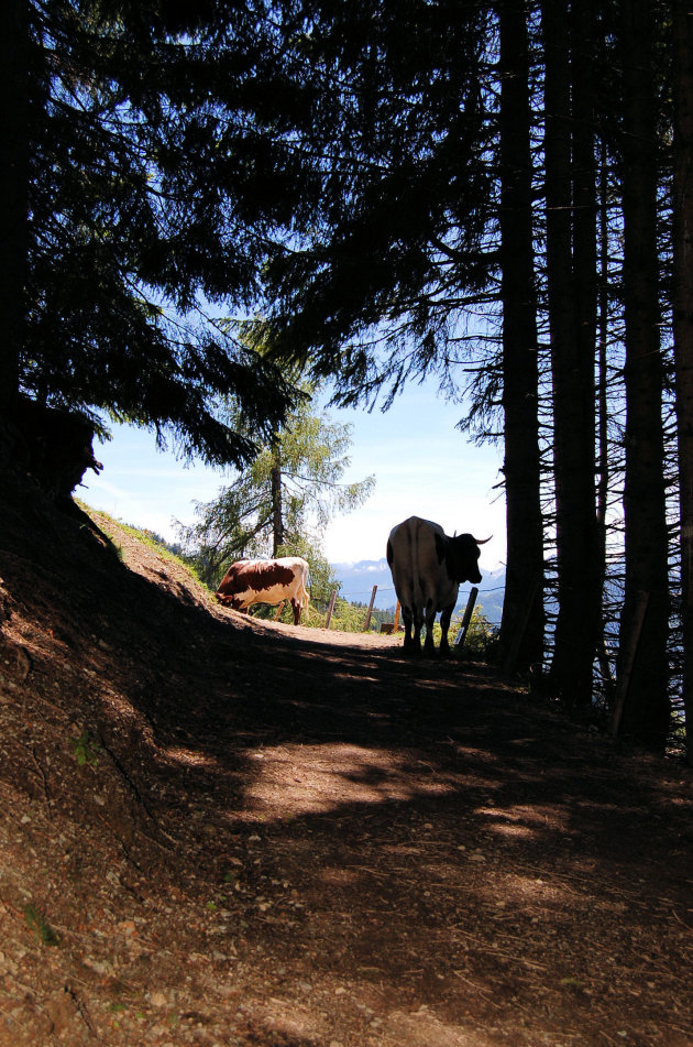 Koeien op de bergweg.