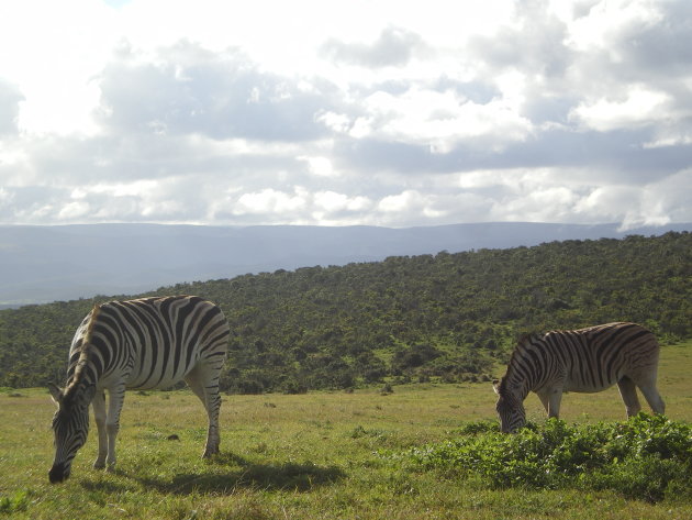 Zebra's in Addo Elephant Park