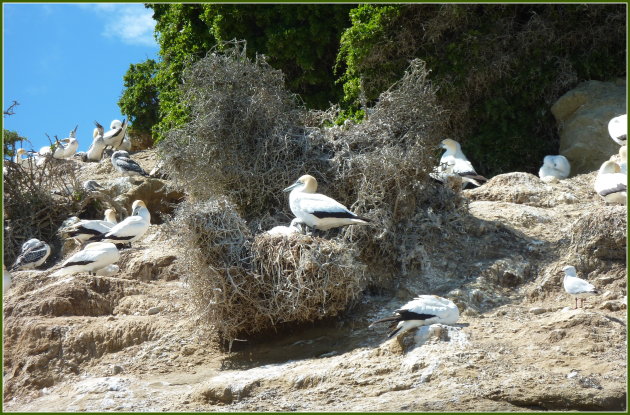 Gannet-nest