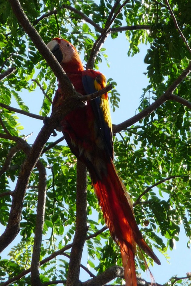 papegaai in Palo Verde