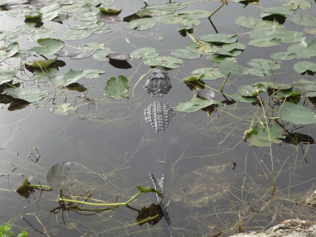 Alligators kijken in de Everglades