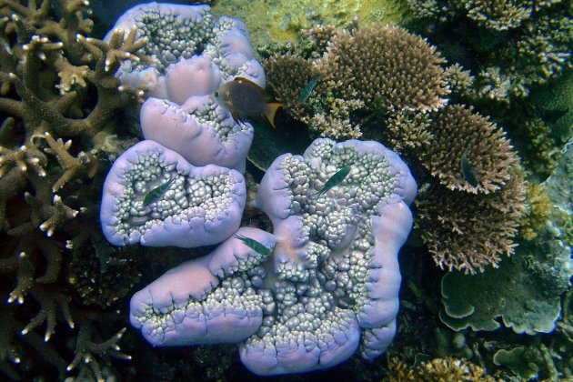 prachtige koraal