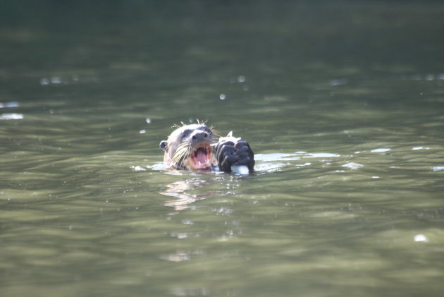 Een Giant Otter geniet van zijn avondmaal in Lake Sandoval