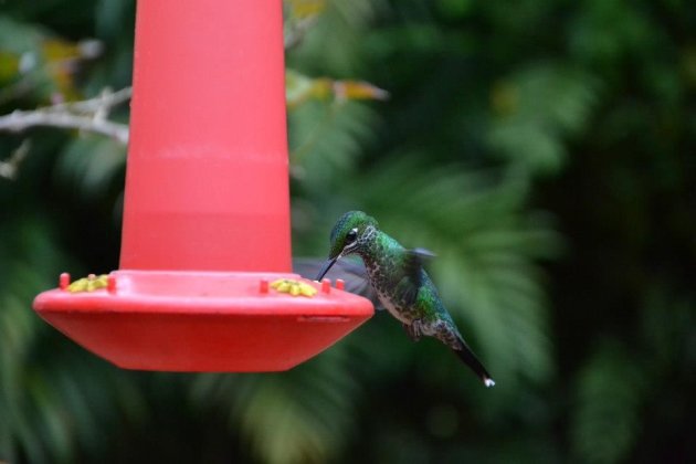 colibri - Costa Rica