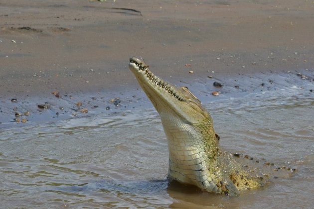 Krokodil - Tarcoles rivier - Jaco - Costa Rica