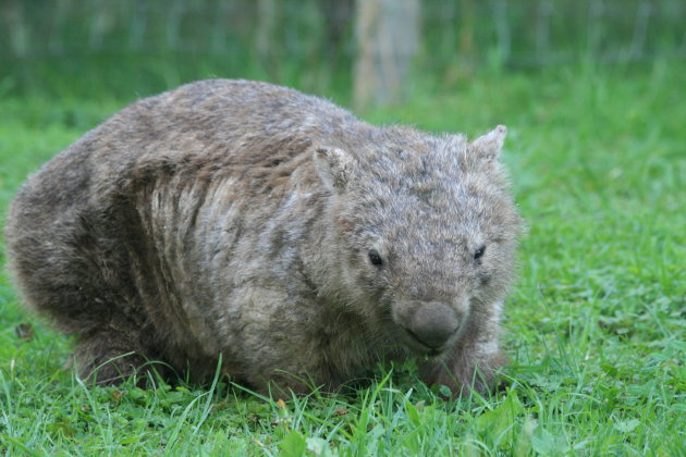 Een schuwe wombat