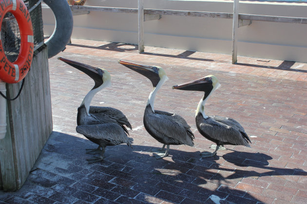 Pelikanen in St. Petersburg Florida