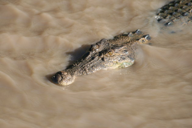 Krokodil in zicht