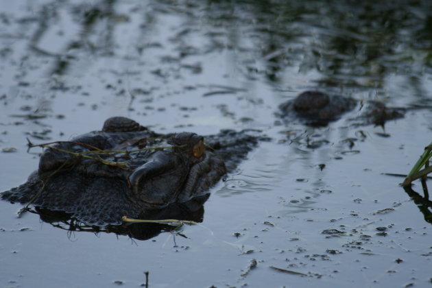 Krokodil in de Yellow River