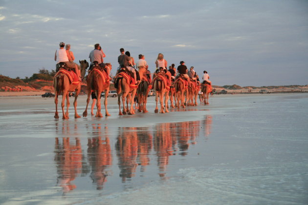 Kamelen op het strand