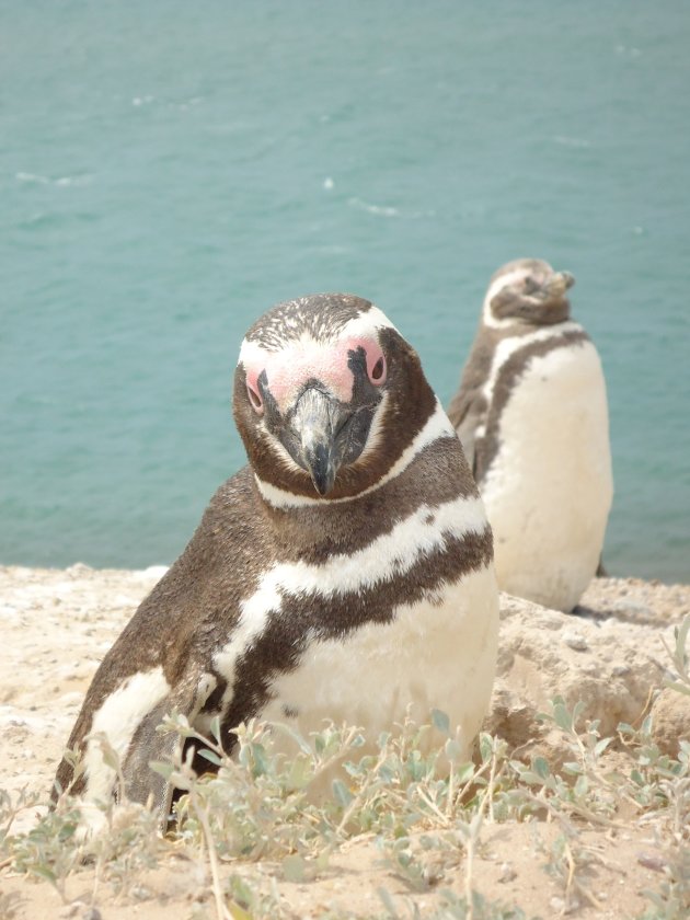 Pinguin op Peninsula Valdes!
