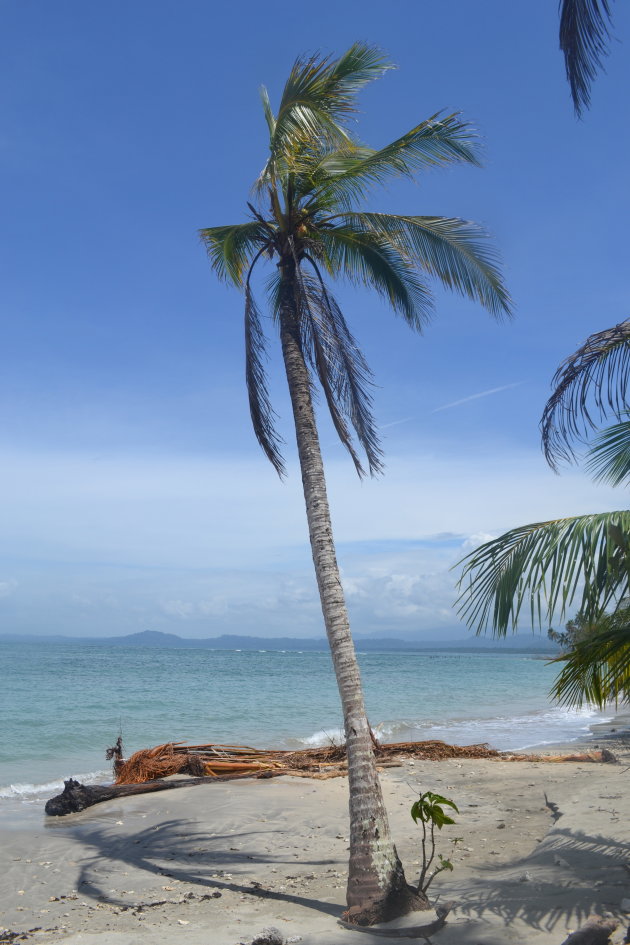 Eenzame palmboom kijkt uit over de Caribische zee 