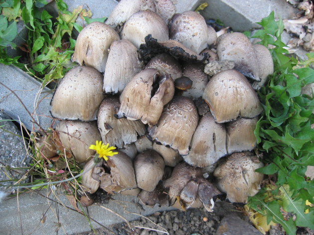 trosje paddenstoelen