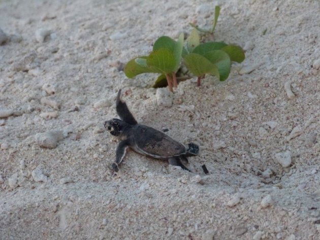 baby schildpad, Selingan Turtle Island