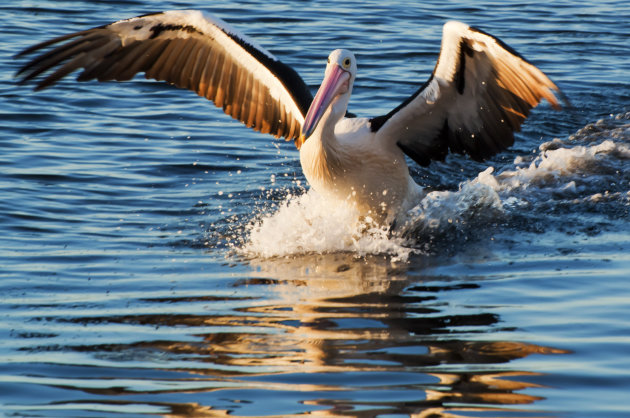 Australische pelikaan komt aanvliegen bij zonsondergang