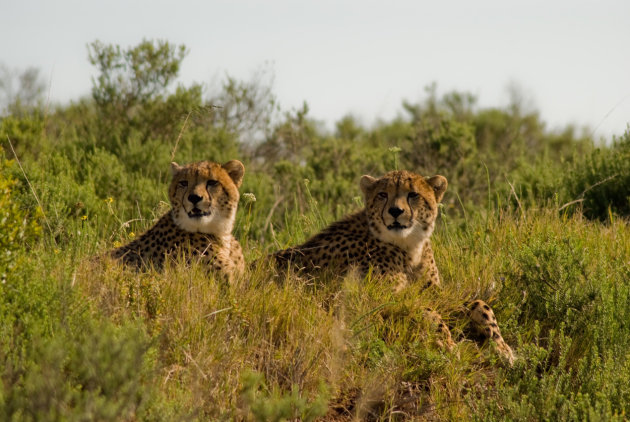 Cheetah broers