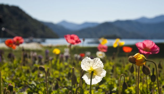 Bloemenperkje in Picton, Nieuw Zeeland