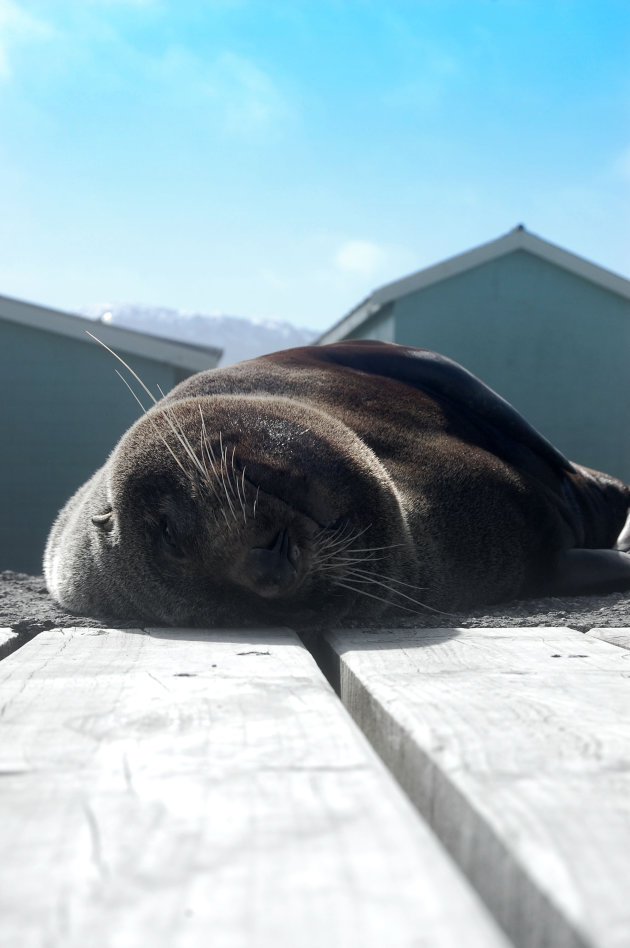 zonbadende zeehond