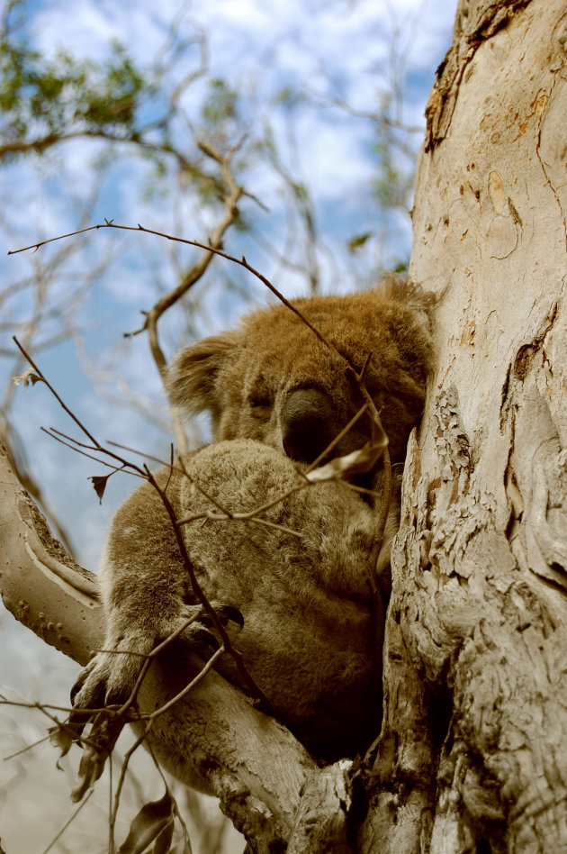 Wild Koala