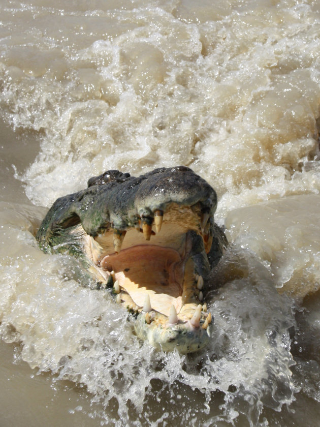 Crocodile, Adelaide River