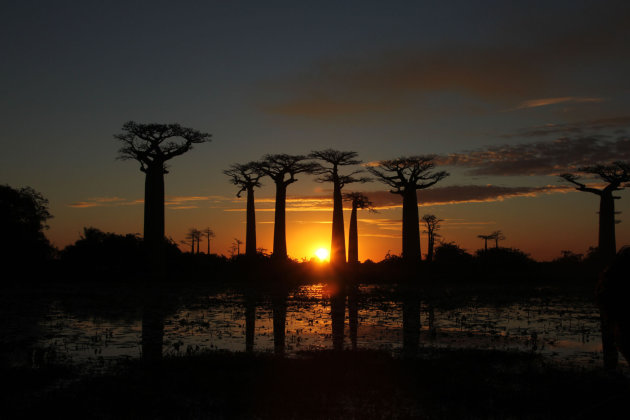 Baobab avenue bij zonsondergang