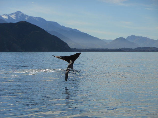 Een walvis duikt onder voor de kust in Kaikoura, Nieuw-Zeeland