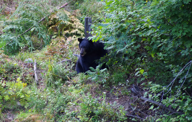 LA MAURICIE NATIONAL PARC black bear 