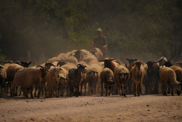 herder met schapen en geiten bij Melnik
