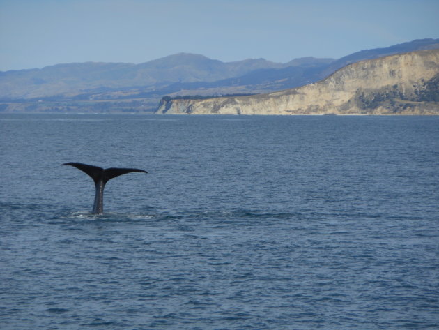 Walvissen kijken in Kaikoura!