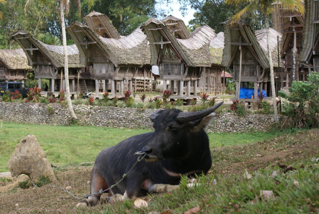 Dorpje in Sulawesie
