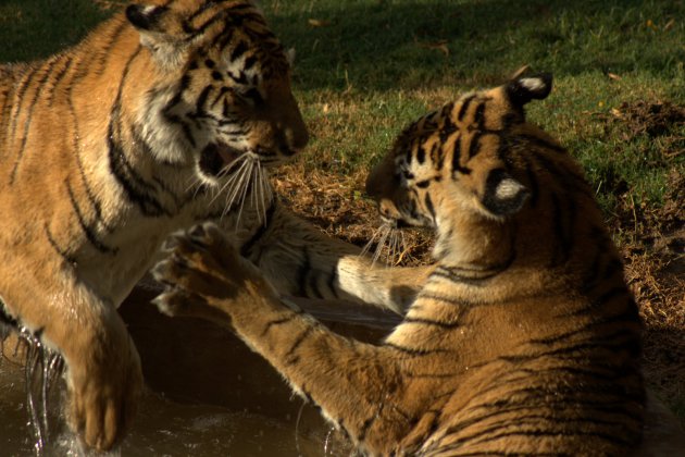 Stoeiende tijgers in Zuid Afrika