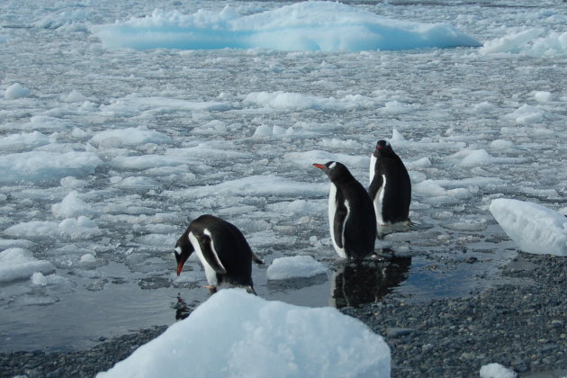 Gentoo pinguins