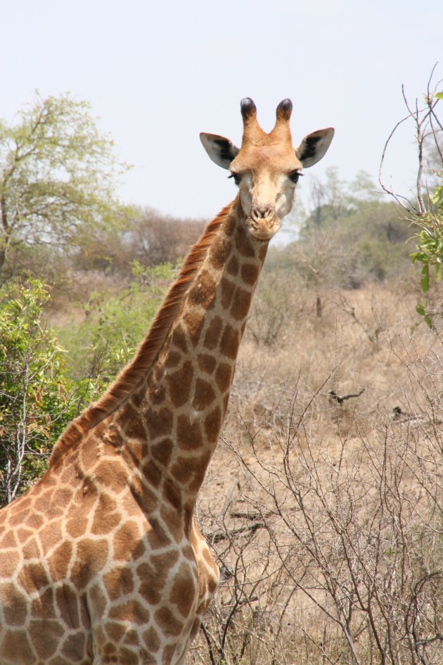 Jonge giraffe