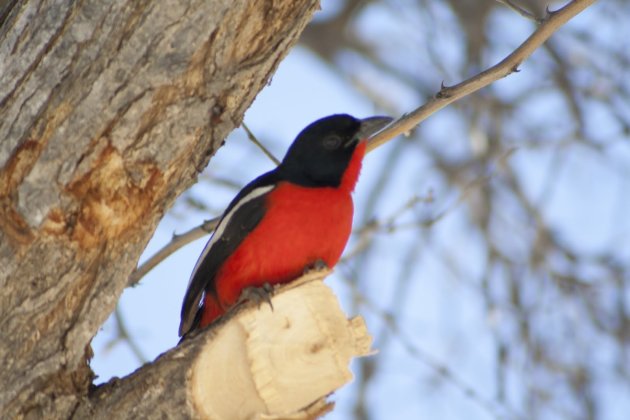 Rood vogeltje uit Botswana