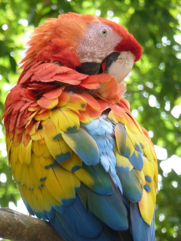 Kleurrijke Papegaai