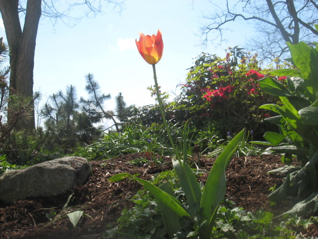 Een tulp in de zon in Seattle