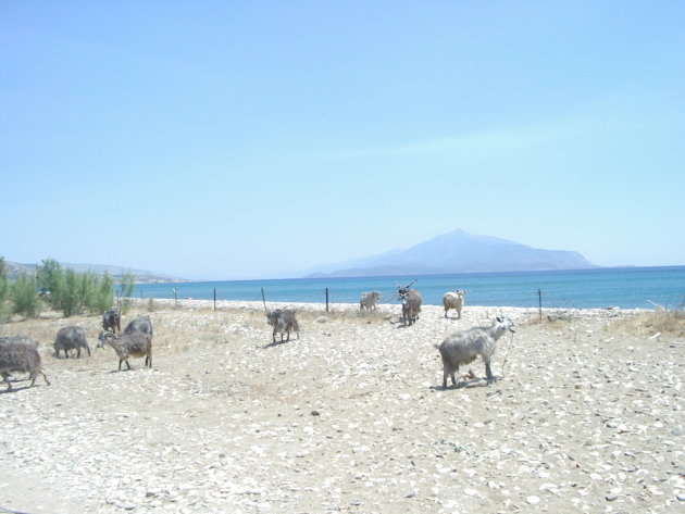 Geiten bij het strand op het Griekse eiland Samos