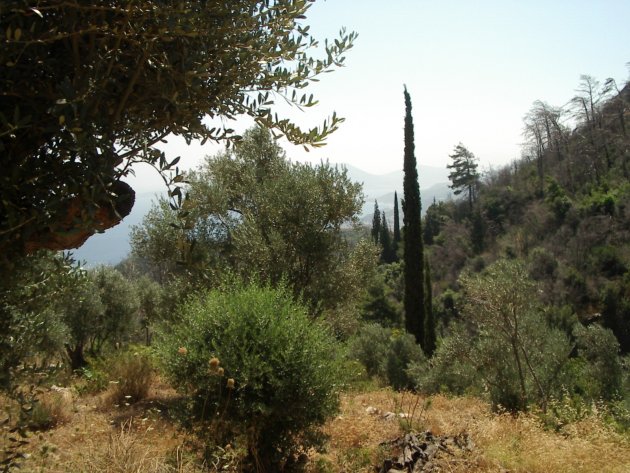 Cipressen in lijn op Grieks eiland Samos
