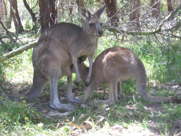 Moeder Kangaroe voed haar baby in Grampians NP