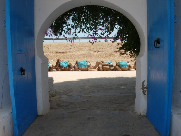 Karavaan van kamelen in Tunesie