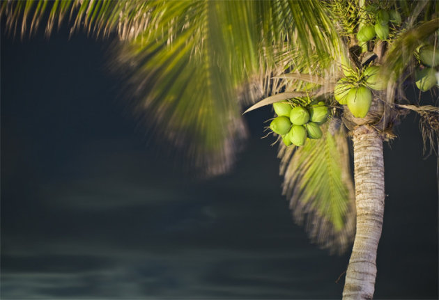 Een palmboom aan het strand in yucatan