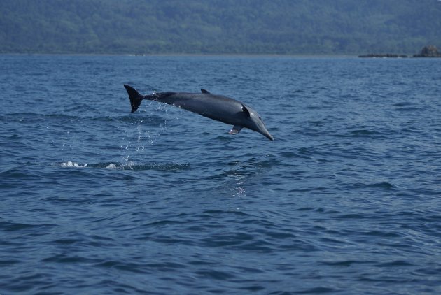 Dolfijn bij Punta Uvita