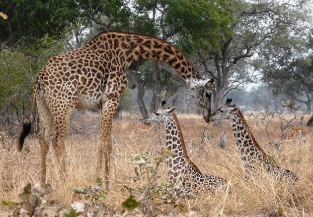 thornicroft giraf met tweeling in South Luangwa NP Zambia
