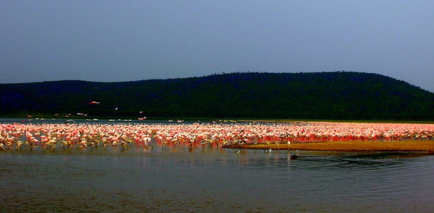 flamingo's 