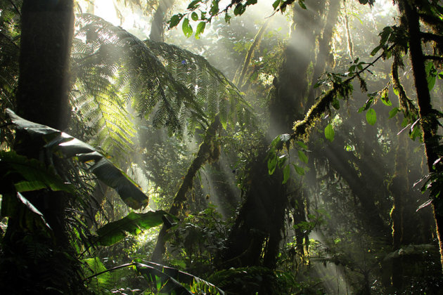 Nevelwoud Monteverder