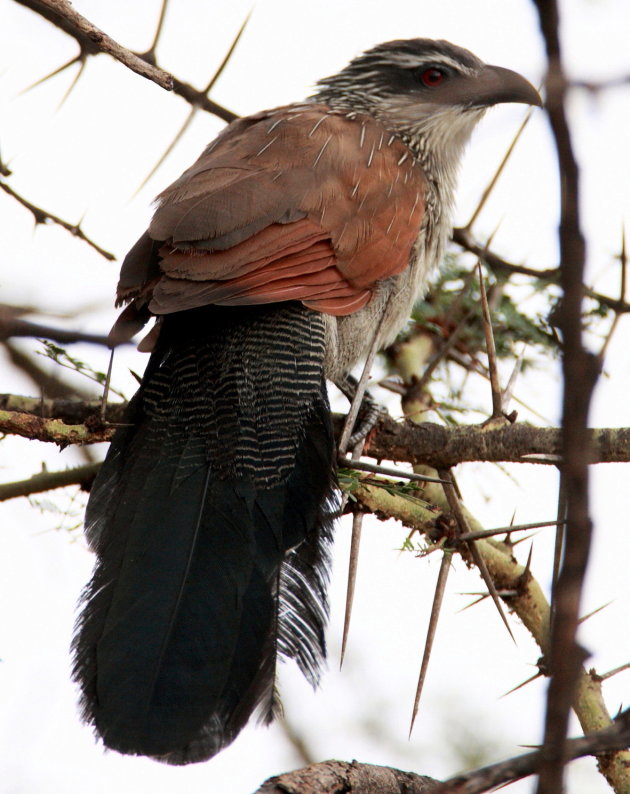 White browed coucal