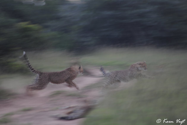 Spelende cheetah's